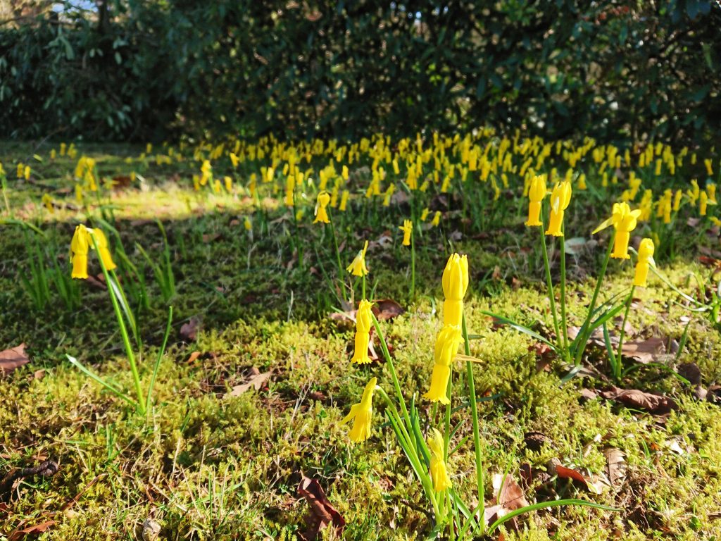 small cyclamen-flowered daffodils