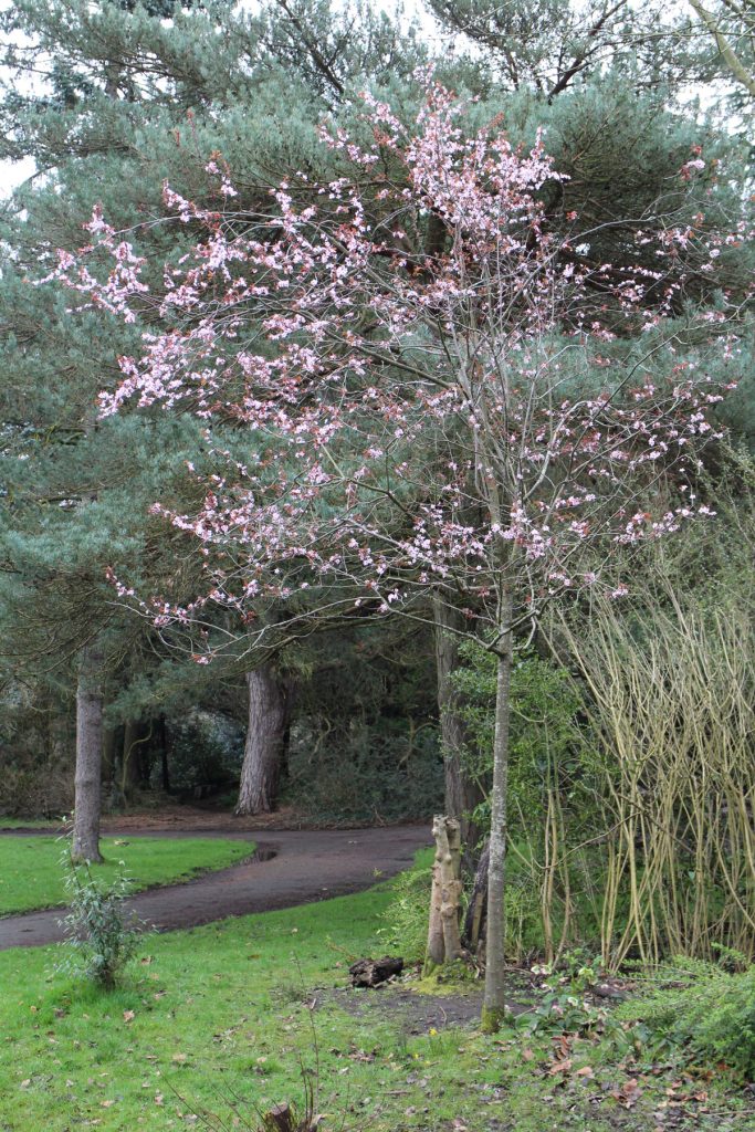Naseeb's tree in bloom - long shot