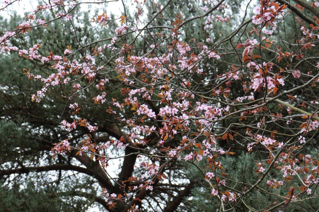 Naseeb's tree in bloom - mid shot dense with flowers