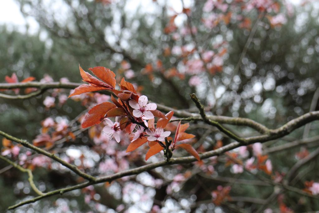 Naseeb's tree in bloom  - close up of some blossom