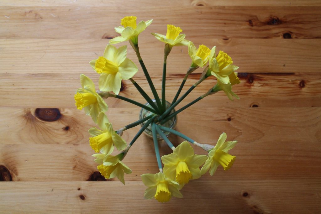 Daffodils in vase - aerial shot showing them in a circle