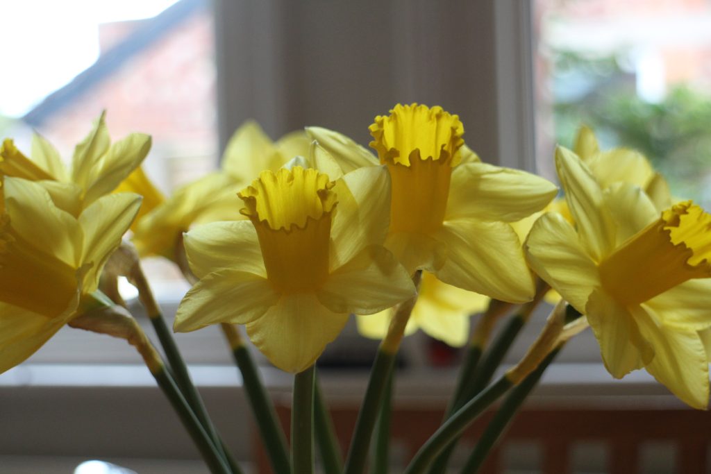Daffodils in vase - very close up with fluted trumpets in detail
